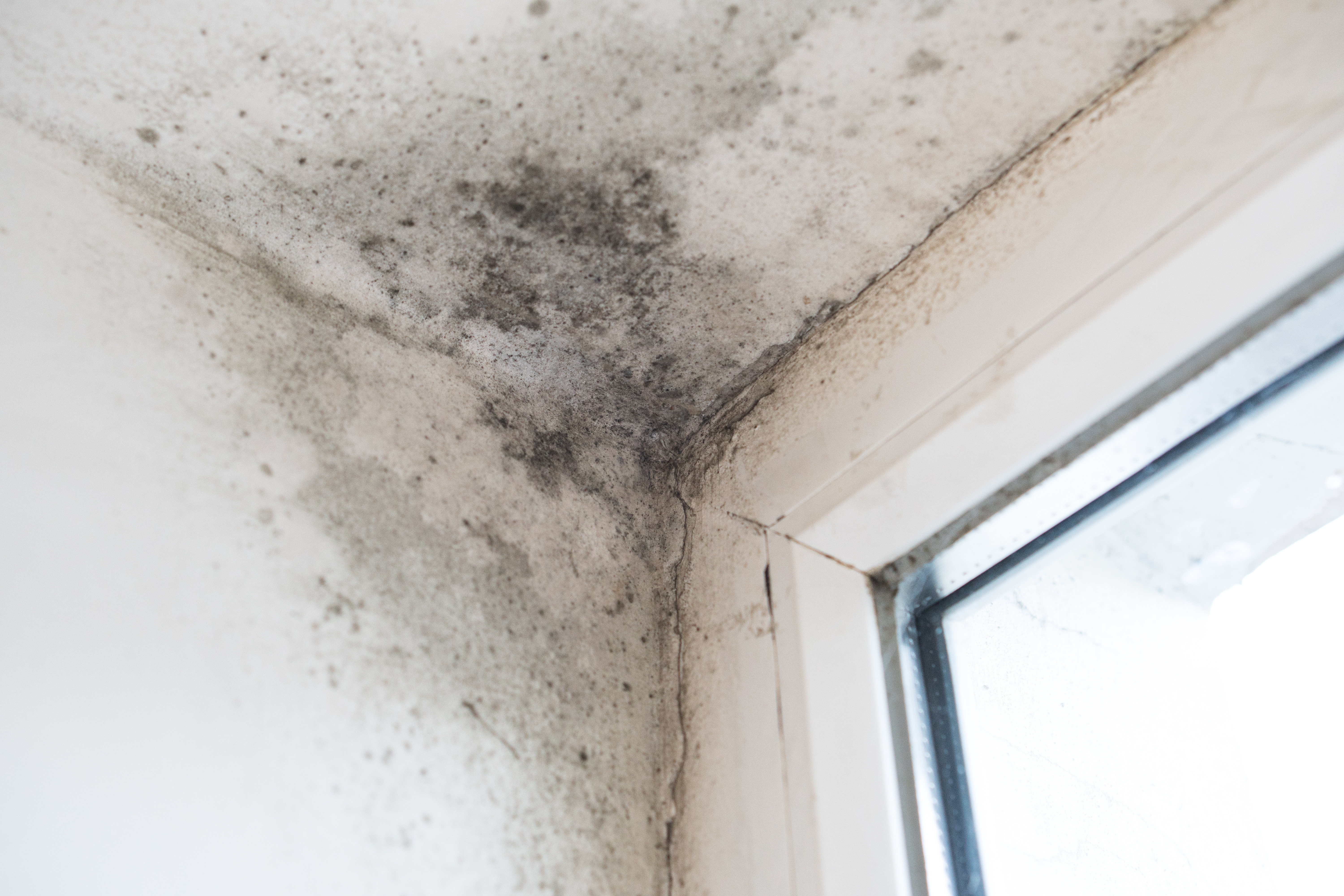 Mould on walls and window frame
