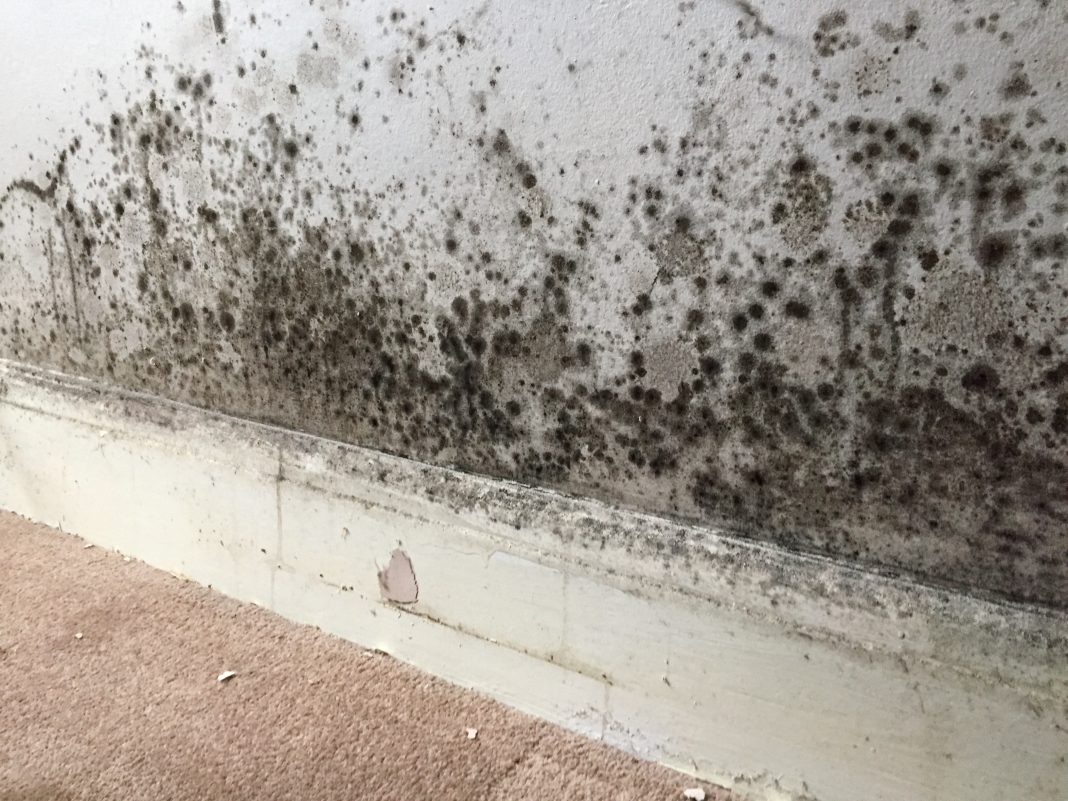 Severe mould infestation
